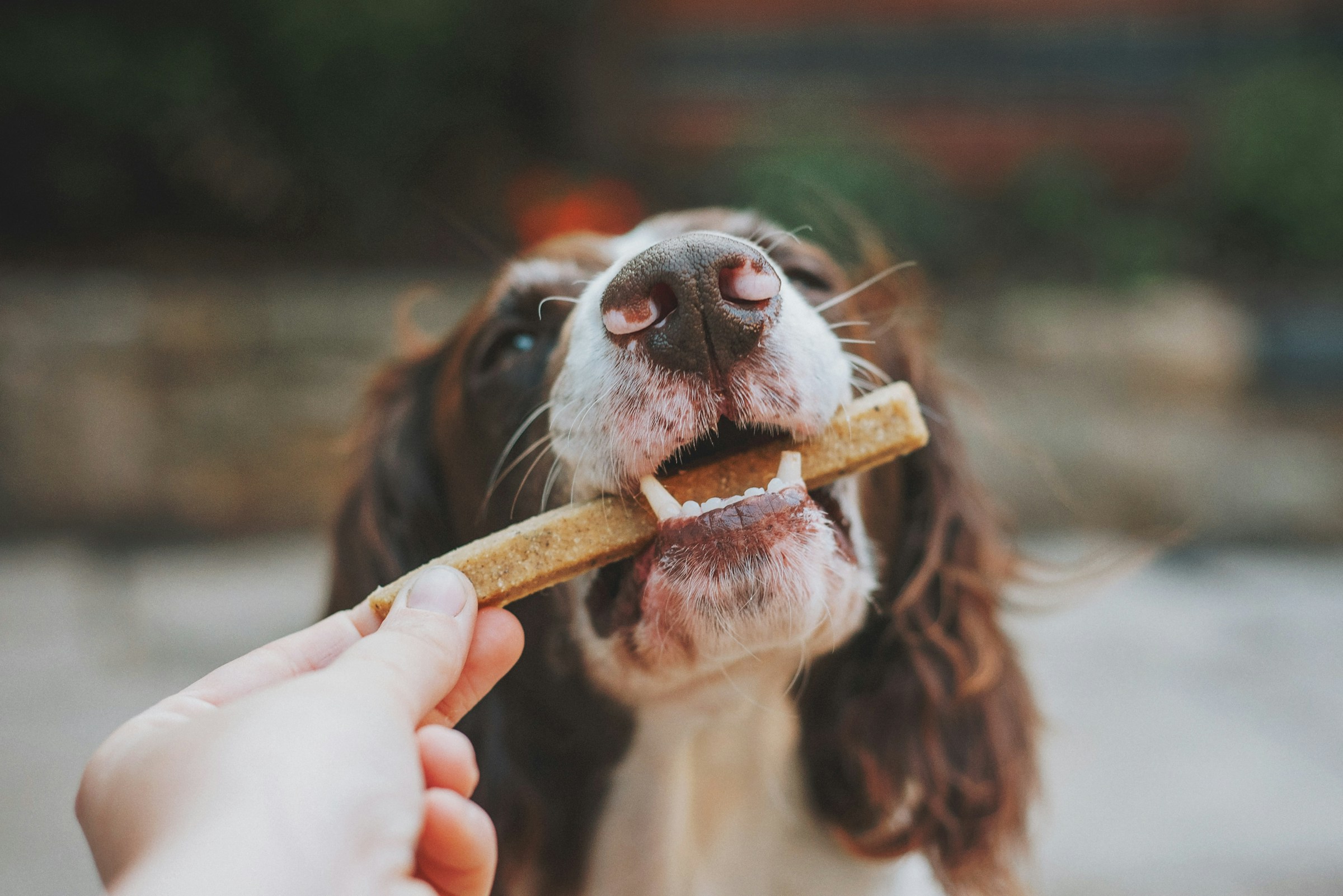 How to Start a Dog Treat Business at Home