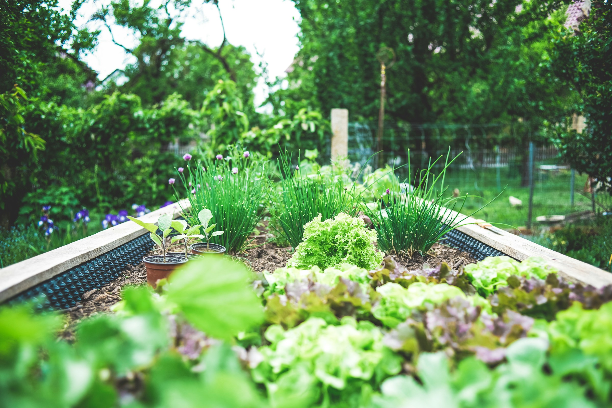 Easy Herbs You Can Grow at Home